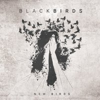 New Birds in Town - Blackbirds