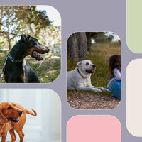 Glorious Chillout Smooth Jazz - Vibe for Dog Calming - Doggy Music Radio