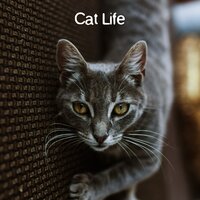 The Extra Mile - Music For Cats & Cat Music & Cats Music Zone