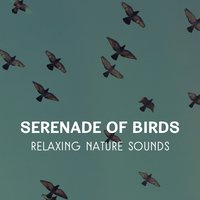 Cheerful Birds Singing - Healing Touch Universe