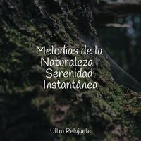 Floraciones De Los Chacras - Meditacion Budista Maestros & Sons da natureza HD & Hipnose Natureza Sons Coleção