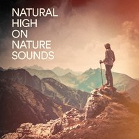 Dolphins Delight 7 - Echoes of Nature