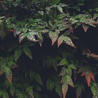 Déjalo Ser - Lluvia Relajante & Academia de Meditação Buddha & Meditação Zen