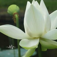 季节的深处 - 每日佛乐