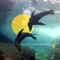 Phoques sur la plage - Spa Musique Collection