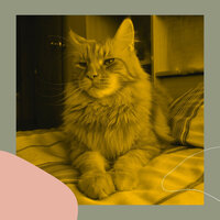 Background for Happy Cat - Relax My Cat