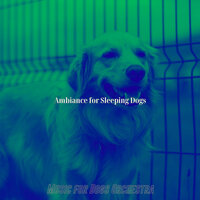 Energetic Ambience for Training Dogs - Music for Dogs Orchestra