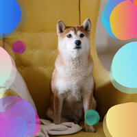 Lonely Backdrops for Cute Dogs - Dog Separation Anxiety Music