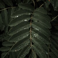 Asleep in the Deep - Musica Reiki & Alpha Waves & Ambient Forest