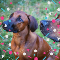 Thrilling Chill Dogs - Calming Music for Dogs