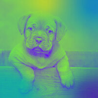 Relaxed Ambience for Mans Best Friend - Dog Chill Out Music