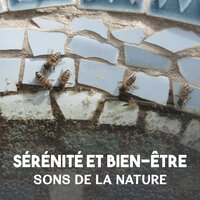 Oxygène (La chute des gouttes de pluie) - Oasis des Bruits Naturels