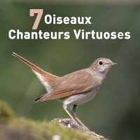 Fauvette orphée -Sylvia hortensis - Chant 1 (Delphes - Grèce) - avril 65 - Jean-Claude Roché (AJR)