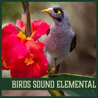 Chirping Fowls - Calm Singing Birds Zone