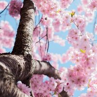 Zen Garden - Sleep Makers Samples & Massage Tribe & Relaxing Nature Sounds Collection