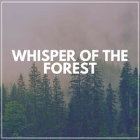 6Th Street - Rain for Deep Sleep & The Nature Soundscape