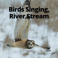 Birds Singing, River Stream - Rain Sounds & Sleep Sounds Of Nature & #Calming & #Sleep