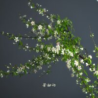 风微起 - 弦外音
