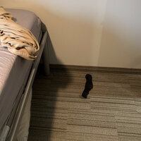 Poop Sock - Krusty Sheets