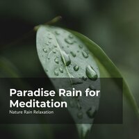 Midnight Forest Crickets - Rain Recorders & Rainfall & Nature Rain Relaxation