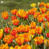 Flower garden in the mountains - BGM Teacher
