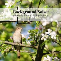 Harmonic Birds Chirping Sounds, Pt. 12 - Thomas O'Reilly
