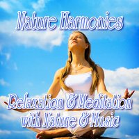 Lakeside Birdsong Nature Music to Relieve Stress - Nature Sound