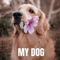 Calm Down Dog - the peaceful garden