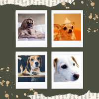 Memories - Dog De-Stressing - Relax My Puppy