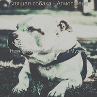 Атмосфера (Собаки) - Нежный Спокойная собака Музыка