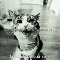 Видения (Кошки) - блестящий Музыка для кошек