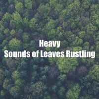 Footsteps with Extra Wind - Forest Sounds For Relaxation