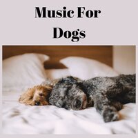 Stress Free Zone - Music for Dogs & Music for Dogs Peace & Relaxing Puppy Music & Calm Pets Music Academy
