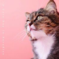 Stray Cat Strut - Cat Music