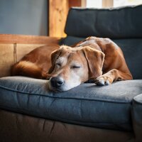 Terapia Lenta Con Mascotas - Almuerzo en calma & Biblioteca de Música Para Mascotas & Música relajante para mascotas
