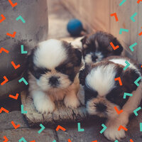 Uplifting Moods for Sleepy Pups - Dog Music Experience