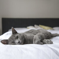 Tranquil Trickle Melody - Music for Cats Project & Music for Relaxing Cats & Calm Music for Cats