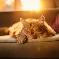 Resplandor Acústico Felino - Musica Relajante de Guitarra De lujo & Musicoterapia relajante para gatos & Música para Relajar Felinos