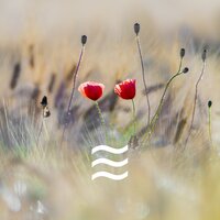 Placid Calming Noise Sound - Noise of Brown Soughs for sleep