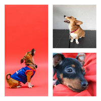 Number One (Doggy Meal Time) - Relaxation Music For Dogs