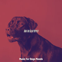 Easy Listening Acoustic Guitar Soundtrack for Calming Dogs - Music for Dogs Moods