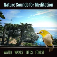 Piano Playing for Concentration - Serenity Nature Sounds Academy