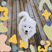 Artistic Tenor Saxophone Solo - Vibe for Doggy Daycares - Music for Dog's Ears