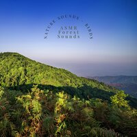 Summer Birdsong - ASMR Forest Sounds