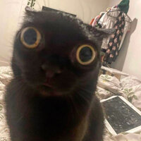 Meow - Kana