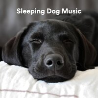 Fire - Music for Calming Dogs & Music for Leaving Dogs Home Alone & Sleepy Dogs
