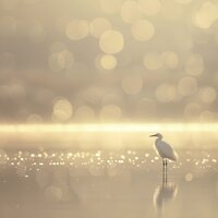 Sinfonía Bajo Las Estrellas - Musica para Dormir Dream House & Sonidos De Truenos y Lluvia & La Mente Binaural
