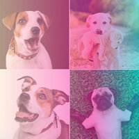 Exciting Ambience for Keeping Pups Happy - Good Dog Music