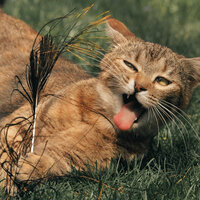 Unselfish - Cat Relaxing Master