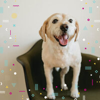 Exciting Backdrops for Cute Dogs - Dog Relaxation Music